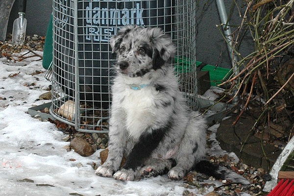 Erico Aussie hvalp hundehvalp Australian Shepherd hvalpe hundehvalpe