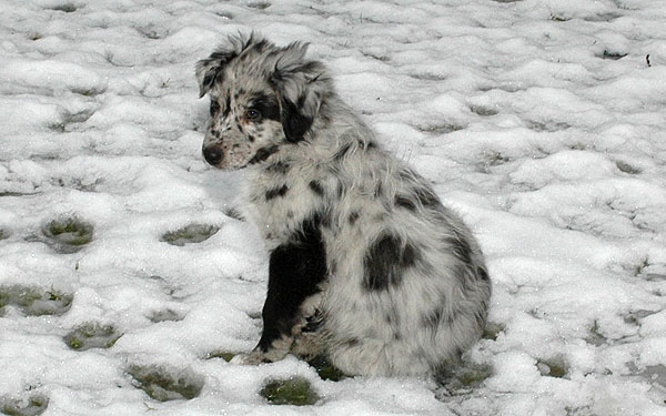 Erico Aussie hvalp hundehvalp Australian Shepherd hvalpe hundehvalpe