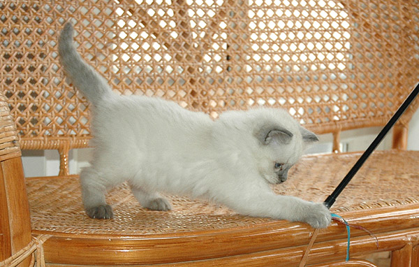 Erkan Ragdoll killing kattekilling Ragdol killinger kattekillinger