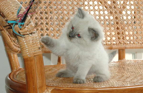 Erkan Ragdoll killing kattekilling Ragdol killinger kattekillinger