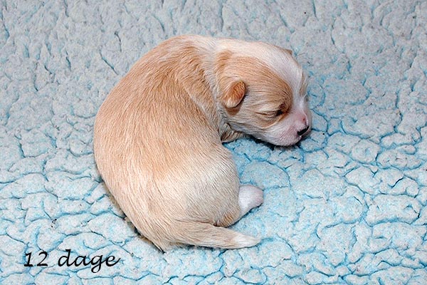 Eske bichon havanese hvalp hundehvalp bichon havanais hvalpe hundehvalpe