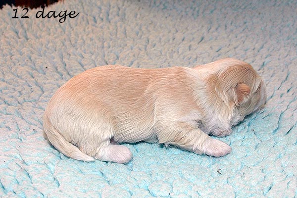 Eske bichon havanese hvalp hundehvalp bichon havanais hvalpe hundehvalpe