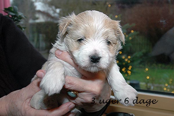 Eske bichon havanese hvalp hundehvalp bichon havanais hvalpe hundehvalpe