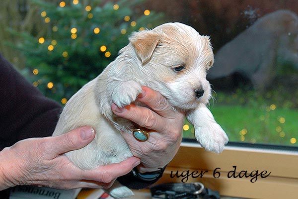 Eske bichon havanese hvalp hundehvalp bichon havanais hvalpe hundehvalpe