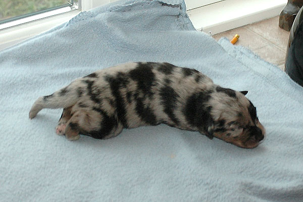 Espen Aussie hvalp hundehvalp Australian Shepherd hvalpe hundehvalpe