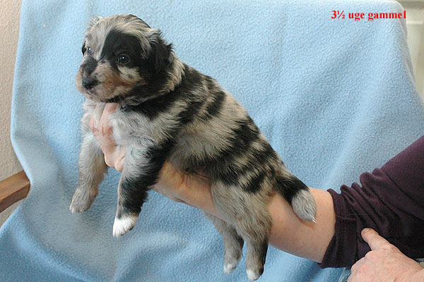 Espen Aussie hvalp hundehvalp Australian Shepherd hvalpe hundehvalpe