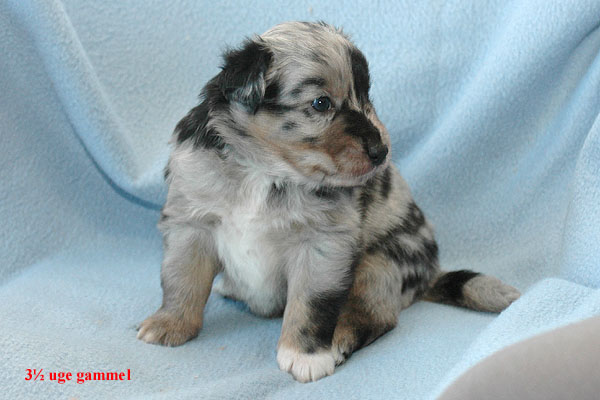 Espen Aussie hvalp hundehvalp Australian Shepherd hvalpe hundehvalpe