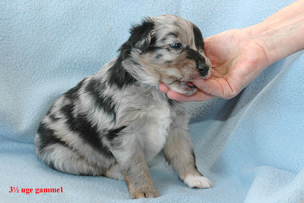 Espen Aussie hvalp hundehvalp Australian Shepherd hvalpe hundehvalpe