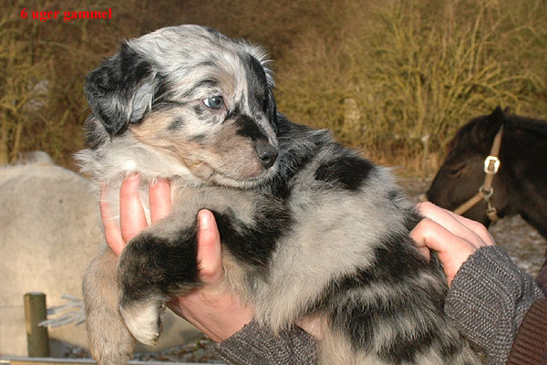 Espen Aussie hvalp hundehvalp Australian Shepherd hvalpe hundehvalpe