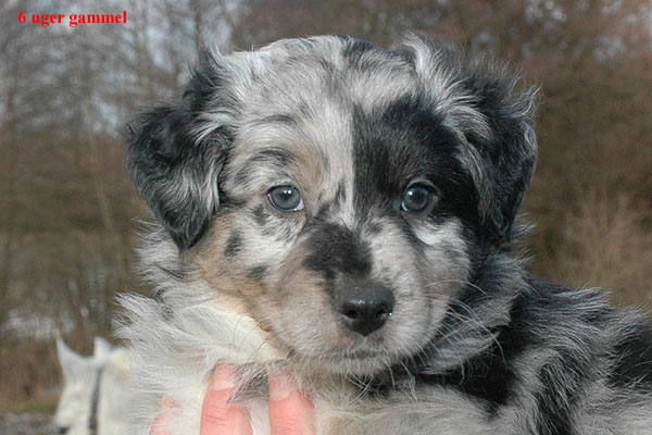 Espen Aussie hvalp hundehvalp Australian Shepherd hvalpe hundehvalpe