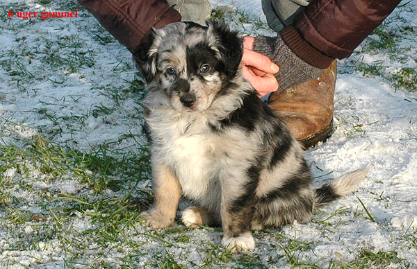 Espen Aussie hvalp hundehvalp Australian Shepherd hvalpe hundehvalpe