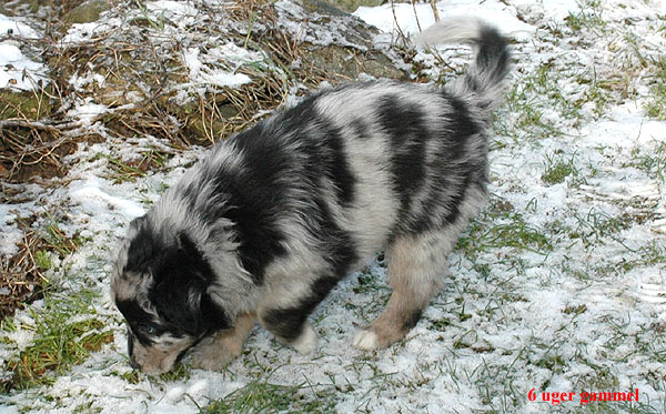 Espen Aussie hvalp hundehvalp Australian Shepherd hvalpe hundehvalpe