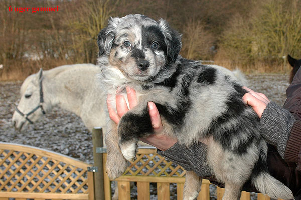 Espen Aussie hvalp hundehvalp Australian Shepherd hvalpe hundehvalpe