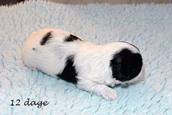 Ester bichon havanese hvalp hundehvalp bichon havanais hvalpe hundehvalpe