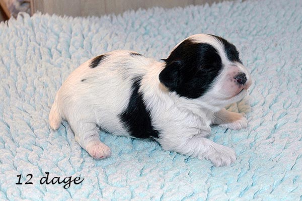 Ester bichon havanese hvalp hundehvalp bichon havanais hvalpe hundehvalpe