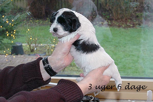 Ester bichon havanese hvalp hundehvalp bichon havanais hvalpe hundehvalpe