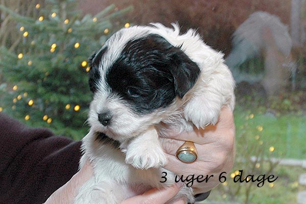 Ester bichon havanese hvalp hundehvalp bichon havanais hvalpe hundehvalpe