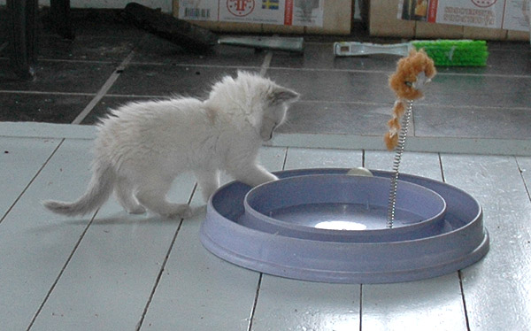 Eva Ragdoll killing kattekilling Ragdol killinger kattekillinger