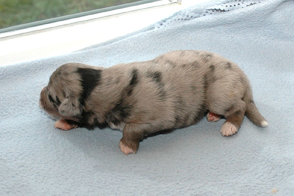 Evelyn Aussie hvalp hundehvalp Australian Shepherd hvalpe hundehvalpe