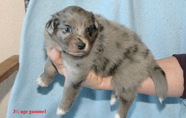 Evelyn Aussie hvalp hundehvalp Australian Shepherd hvalpe hundehvalpe