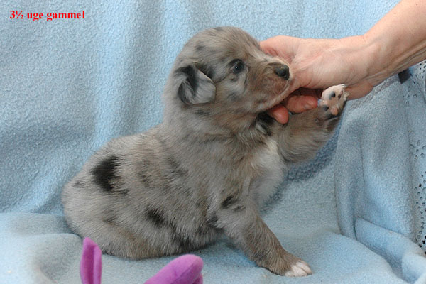 Evelyn Aussie hvalp hundehvalp Australian Shepherd hvalpe hundehvalpe