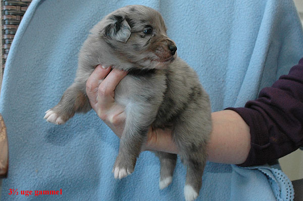 Evelyn Aussie hvalp hundehvalp Australian Shepherd hvalpe hundehvalpe