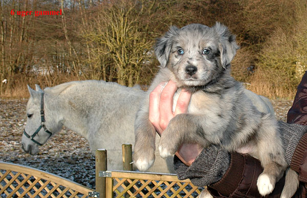 Evelyn Aussie hvalp hundehvalp Australian Shepherd hvalpe hundehvalpe
