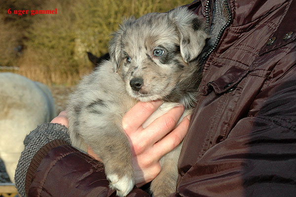 Evelyn Aussie hvalp hundehvalp Australian Shepherd hvalpe hundehvalpe