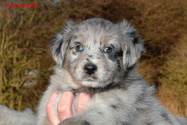 Evelyn Aussie hvalp hundehvalp Australian Shepherd hvalpe hundehvalpe