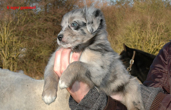 Evelyn Aussie hvalp hundehvalp Australian Shepherd hvalpe hundehvalpe