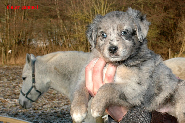 Evelyn Aussie hvalp hundehvalp Australian Shepherd hvalpe hundehvalpe