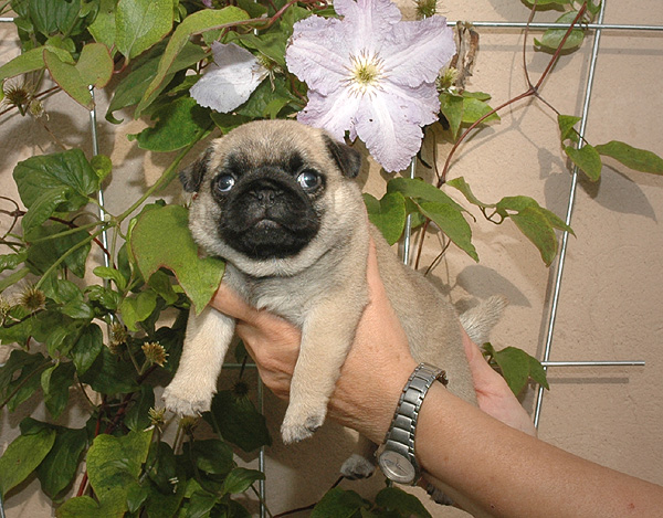 Fia Mops hvalp hundehvalp Mopser hvalpe hundehvalpe