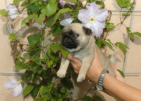 Fia Mops hvalp hundehvalp Mopser hvalpe hundehvalpe