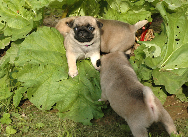 Fia Mops hvalp hundehvalp Mopser hvalpe hundehvalpe