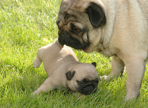 Fia Mops hvalp hundehvalp Mopser hvalpe hundehvalpe