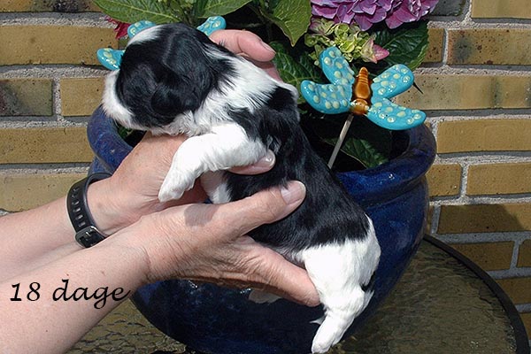 Fie bichon havanese hvalp hundehvalp bichon havanais hvalpe hundehvalpe