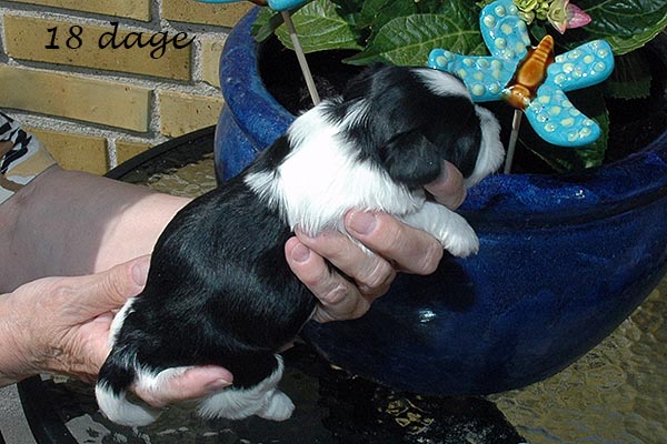 Fie bichon havanese hvalp hundehvalp bichon havanais hvalpe hundehvalpe