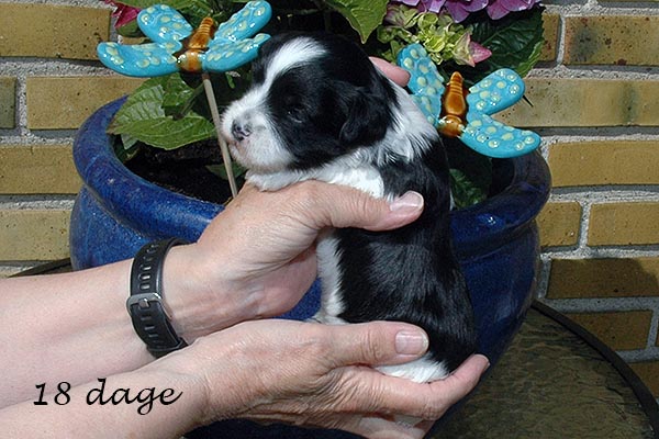 Fie bichon havanese hvalp hundehvalp bichon havanais hvalpe hundehvalpe