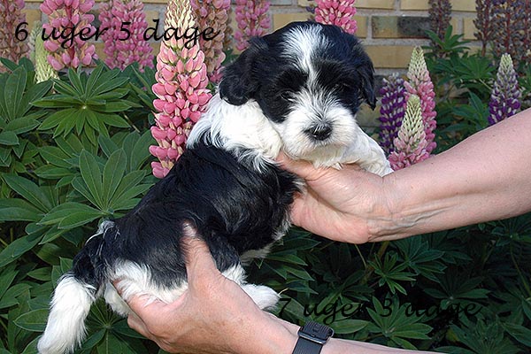 Fie bichon havanese hvalp hundehvalp bichon havanais hvalpe hundehvalpe