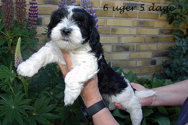 Fie bichon havanese hvalp hundehvalp bichon havanais hvalpe hundehvalpe