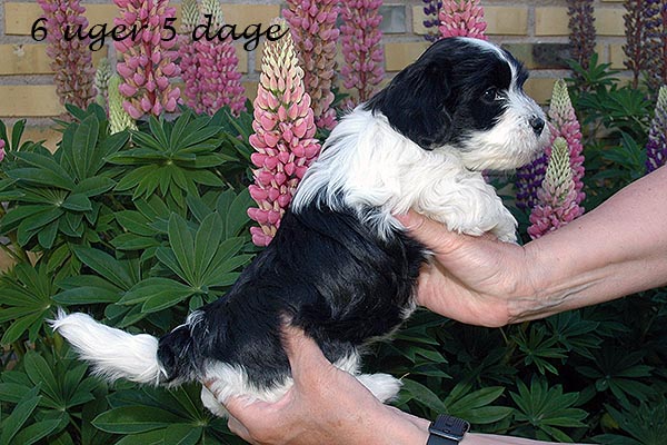 Fie bichon havanese hvalp hundehvalp bichon havanais hvalpe hundehvalpe