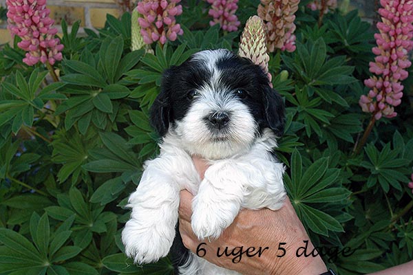 Fie bichon havanese hvalp hundehvalp bichon havanais hvalpe hundehvalpe