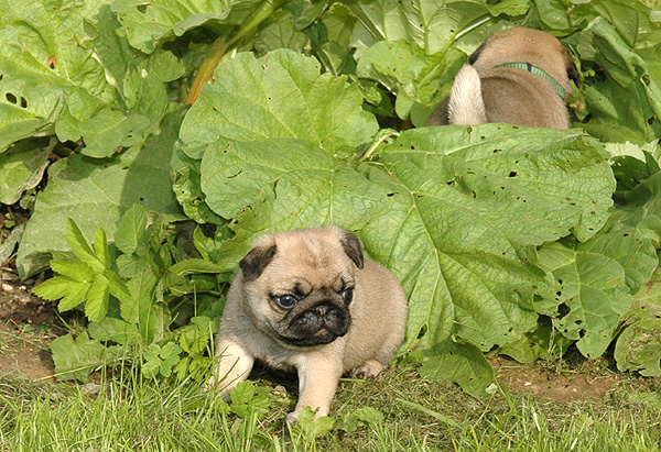 Filipa Mops hvalp hundehvalp Mopser hvalpe hundehvalpe