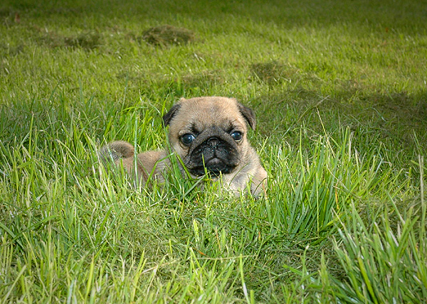 Filipa Mops hvalp hundehvalp Mopser hvalpe hundehvalpe