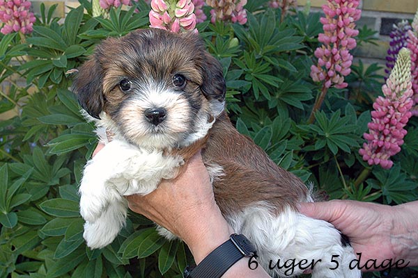 Fiona bichon havanese hvalp hundehvalp bichon havanais hvalpe hundehvalpe
