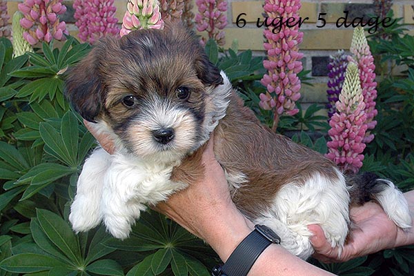 Fiona bichon havanese hvalp hundehvalp bichon havanais hvalpe hundehvalpe