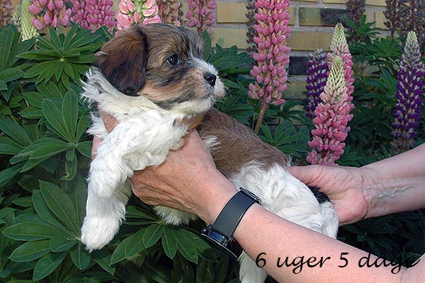 Fiona bichon havanese hvalp hundehvalp bichon havanais hvalpe hundehvalpe