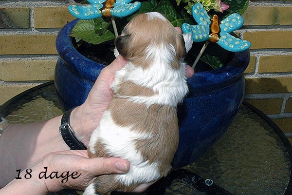 Fleur bichon havanese hvalp hundehvalp bichon havanais hvalpe hundehvalpe