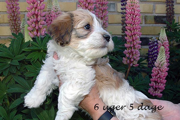 Fleur bichon havanese hvalp hundehvalp bichon havanais hvalpe hundehvalpe