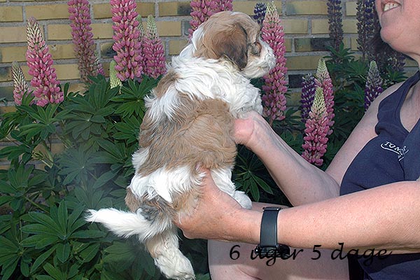 Fleur bichon havanese hvalp hundehvalp bichon havanais hvalpe hundehvalpe